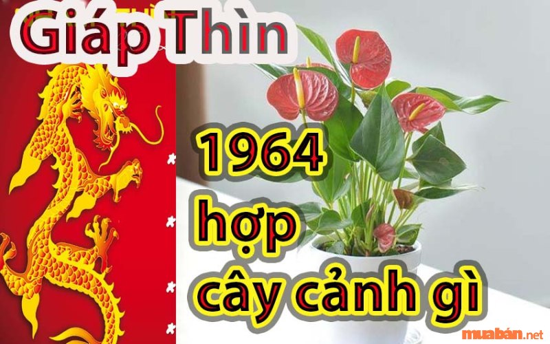 Giáp Thìn Sinh Năm 1964 Mệnh Gì, Hợp Tuổi Gì, Hướng Nào?